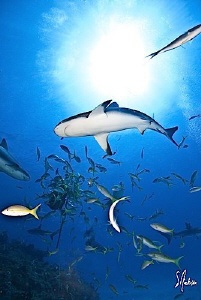 The sun shines bright above El Dorado Reef as the Reef Sh... by Steven Anderson 